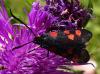 Zygaena sp.
